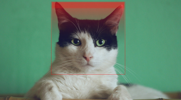 猫脸建档
